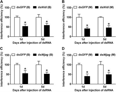 Delta and jagged are candidate target genes of RNAi biopesticides for the control of Nilaparvata lugens